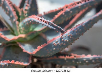 
Aloe Christmas Carol Succulent. Cactus And Succulent A Hobby Plants.