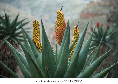 Aloe Ferox in the Seweweekspoort pass , Klein-karoo, Little Karoo, Route 62, Western Cape, South Africa.