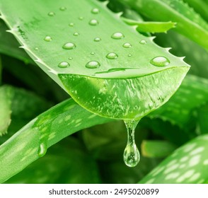 Aloe gel dropping from fresh aloe vera leaf cut. Aloe Vera plant at the background. - Powered by Shutterstock