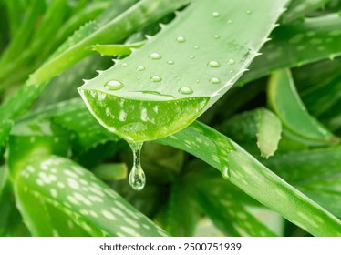 Aloe gel dropping from fresh aloe vera leaf cut. Aloe Vera plant at the background. - Powered by Shutterstock