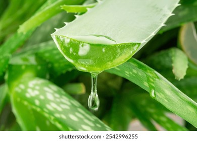 Gel de aloe gotas de hoja de aloe vera fresca cortada. Planta de aloe vera en el fondo.