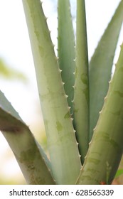 Aloe has a slender green plump appearance.