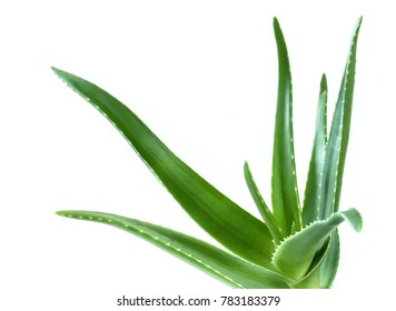  Aloe Leaf Isolated White Background