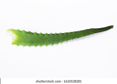 
Aloe Leaf On A White Background