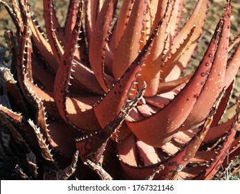 Aloe Microstigma (Cape Speckled Aloe).