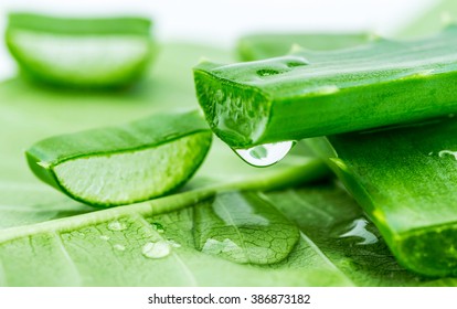 Aloe On Green Leaf