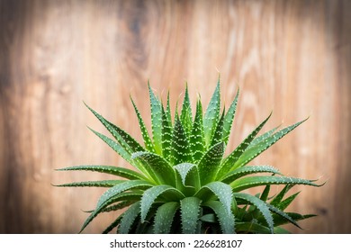 Aloe Plant