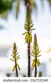 Aloe Plant Blooms Rise From An Inflorescence Which Soars Above The Attractive Rosettes