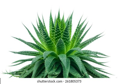 Aloe Plant On White Background