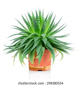 Aloe Plant In The Pot On White Background