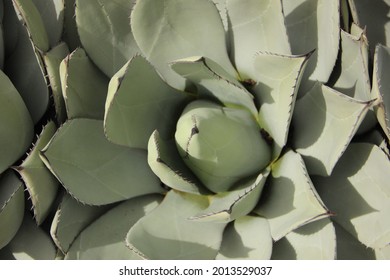 Aloe Plant In The Sunlight. Photo Taken From Above