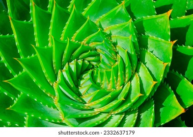 Aloe Polyphylla Spiral Plant, spiral aloe, kroonaalwyn, lekhala kharetsa, Evergreen succulent perennial. Detail of the centre of a green succulent plant. succulent Aloe Polyphylla. - Powered by Shutterstock