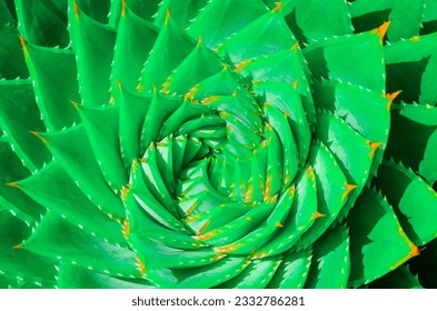 An Aloe Polyphylla Spiral Plant, spiral aloe, kroonaalwyn, lekhala kharetsa, Evergreen succulent perennial. Detail of the centre of a green succulent plant. succulent Aloe Polyphylla. A green spiral - Powered by Shutterstock