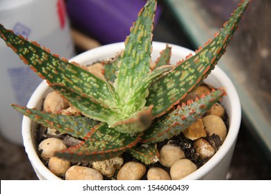 Aloe “Christmas Carol” Succulent Has Beautiful Green Leaves Covered With Little Red Spines.