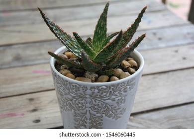 Aloe “Christmas Carol” Succulent Has Beautiful Green Leaves Covered With Little Red Spines.