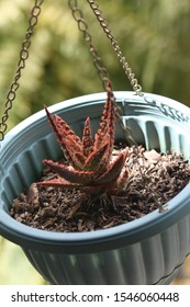 Aloe “Christmas Carol” Succulent Has Beautiful Green Leaves Covered With Little Red Spines.