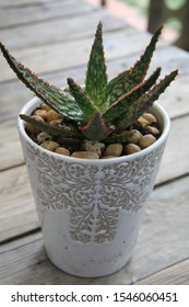 Aloe “Christmas Carol” Succulent Has Beautiful Green Leaves Covered With Little Red Spines.