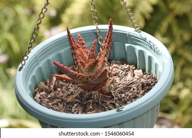 Aloe “Christmas Carol” Succulent Has Beautiful Green Leaves Covered With Little Red Spines.