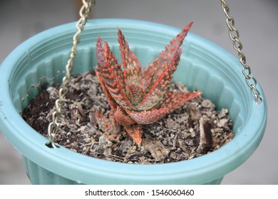 Aloe “Christmas Carol” Succulent Has Beautiful Green Leaves Covered With Little Red Spines.