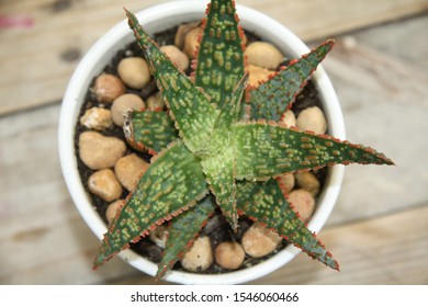 Aloe “Christmas Carol” Succulent Has Beautiful Green Leaves Covered With Little Red Spines.