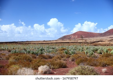 Aloe tree in the foreground,with Red Rock Canyon in the distance. Fuertoventuro, Canarian Island