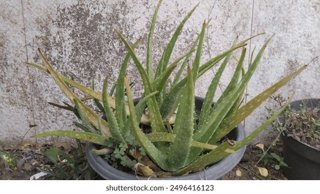 Aloe vera or burn plant in a black pot that is not fresh, there are yellow stem tips, because the soil. Neglected aloe vera. - Powered by Shutterstock