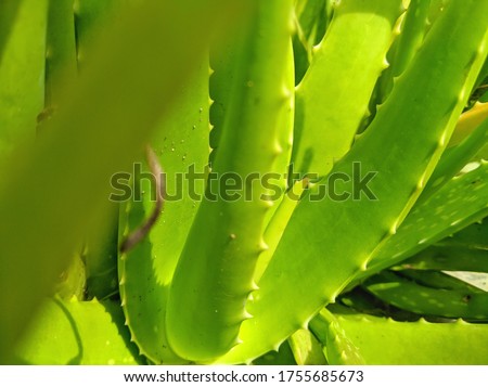 Aloe vera as a chemical plant (phytochemical), also the leaf meat can be used as a fresh drink in Indonesia. Gel is produced from leaf extracts for hand sanitizer or cosmetic mixture.