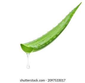 Aloe vera cutting leaf with aloe latex and water droplets isolated on white background.