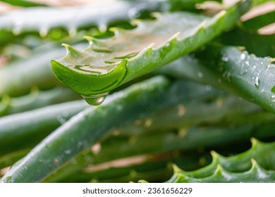 aloe vera with a drop of medicinal juice - Shutterstock ID 2361656229