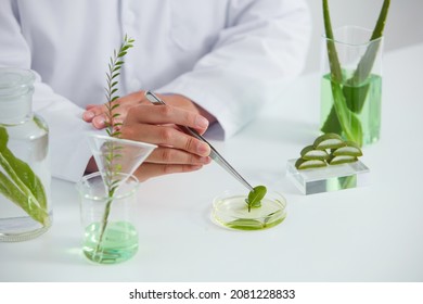 Aloe vera extract in petri dish and a white background in laboratory , green leaf  in a test tube and doctor for cosmetic advertising , photography science concept - Powered by Shutterstock