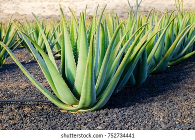 Aloe vera farm on the Canary Island Fuerteventura, Spain.