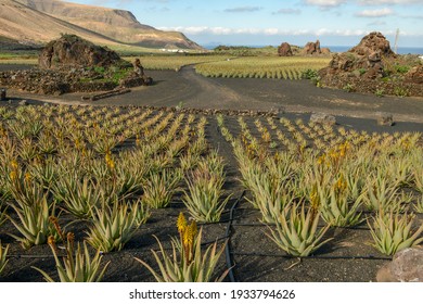 Aloe Vera farm at Orzola on Lanzarote in Canary islands, Spain