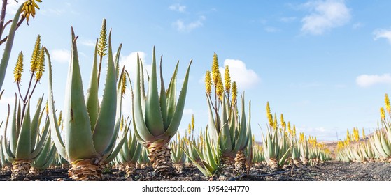 Aloe Vera Farm Plantation In Field