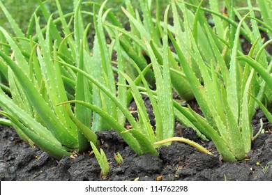 Aloe Vera Field