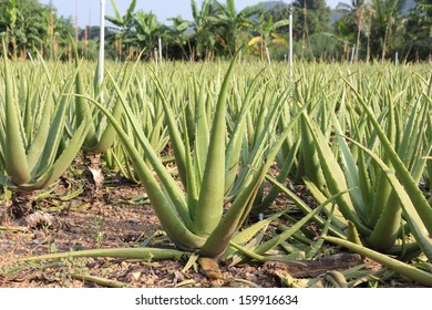 Aloe vera field