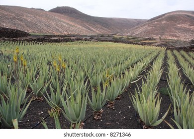 Aloe Vera field