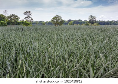 Aloe Vera Field In Costa Rica