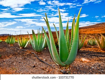 Aloe vera field; Furteventura, Canary Islands, Spain