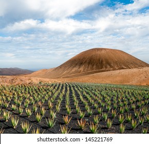 Aloe vera field; Furteventura, Canary Islands, Spain 