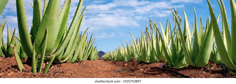 Aloe Vera-Feld; Furteventura, Kanarische Inseln, Spanien