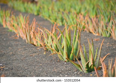Aloe vera field; Lanzarote, Canary Islands, Spain