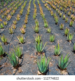 Aloe Vera fields in Lanzarote Orzola at Canary islands