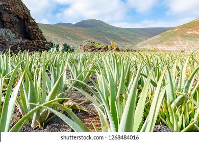 Aloe Vera fields plantation in Lanzarote, Canary Islands, Spain.