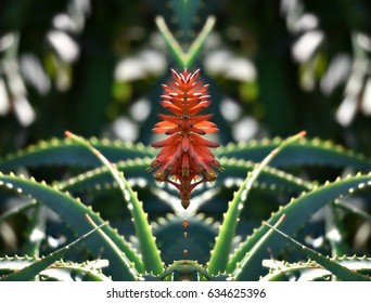 Aloe Vera Flower