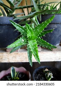 Aloe Vera Flower Waiting To Get Bigger