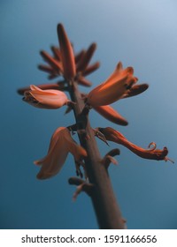 Aloe Vera Flower Wallpaper Hd Stock Photo 1591166656 | Shutterstock