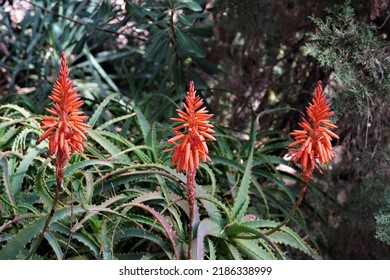 Aloe Vera Flowers In Full Bloom