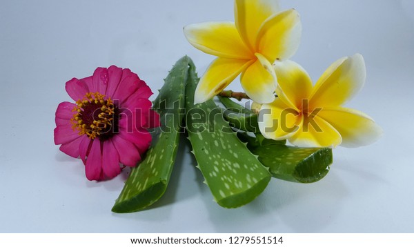 Aloe Vera Flowers Natural Skin Care Stock Photo Edit Now 1279551514
