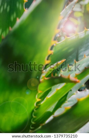 Similar – Image, Stock Photo flytrap III Plant