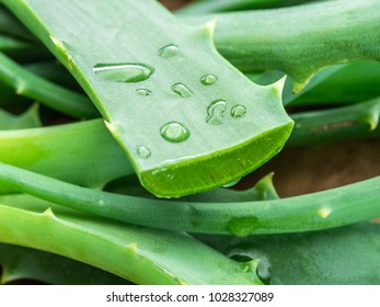 Aloe or Aloe vera fresh leaves and slices on white background. - Shutterstock ID 1028327089